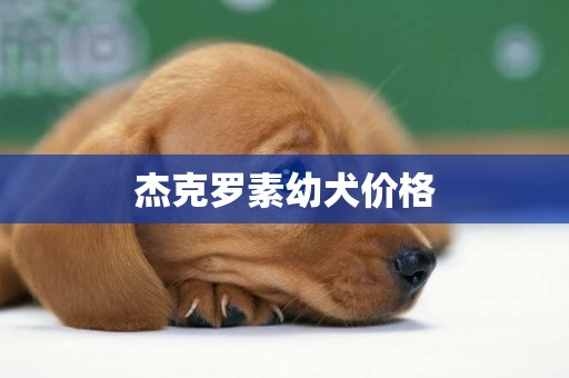 杰克羅素幼犬價格