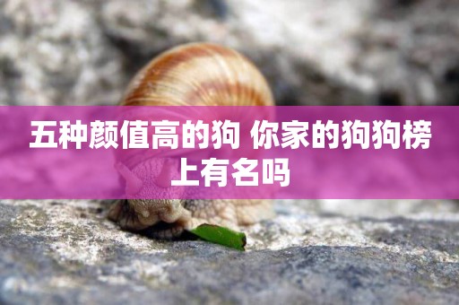 五種顏值高的狗 你家的狗狗榜上有名嗎 五種顏值高的狗 你家的狗狗榜上有名嗎