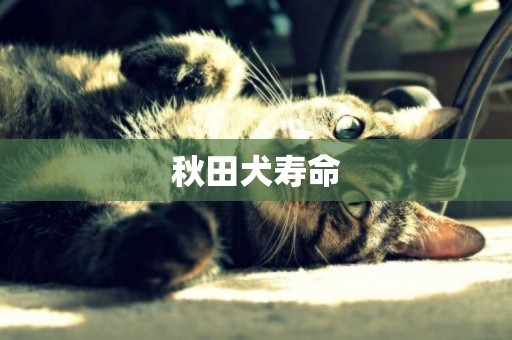秋田犬壽命