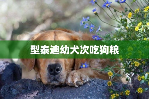 型泰迪幼犬次吃狗糧