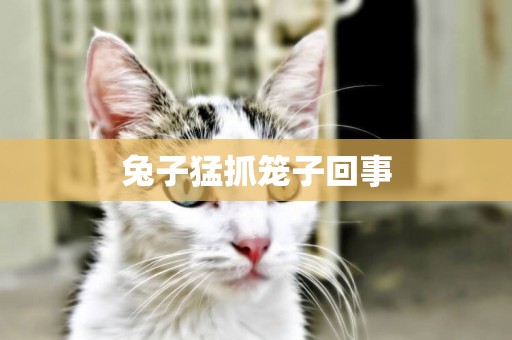 兔子猛抓籠子回事
