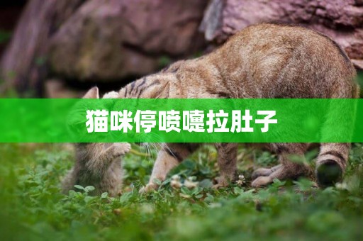 貓咪停噴嚏拉肚子