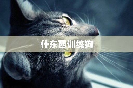 什東西訓練狗