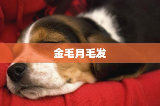 金毛月毛發