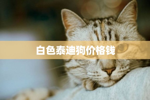 白色泰迪狗價格錢