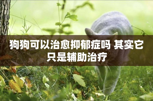 狗狗可以治愈抑郁癥嗎 其實它只是輔助治療