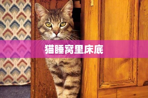 貓睡窩里床底