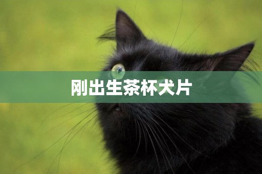 剛出生茶杯犬片