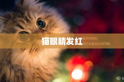 貓眼睛發紅