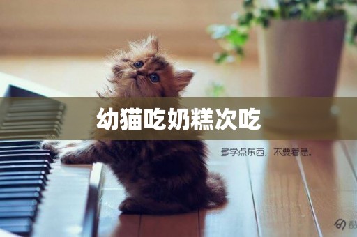 幼貓吃奶糕次吃