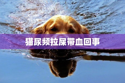 貓尿頻拉屎帶血回事
