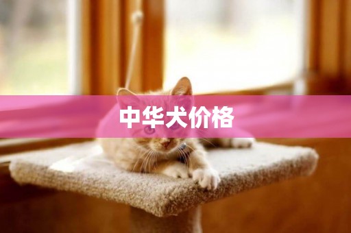中華犬價格