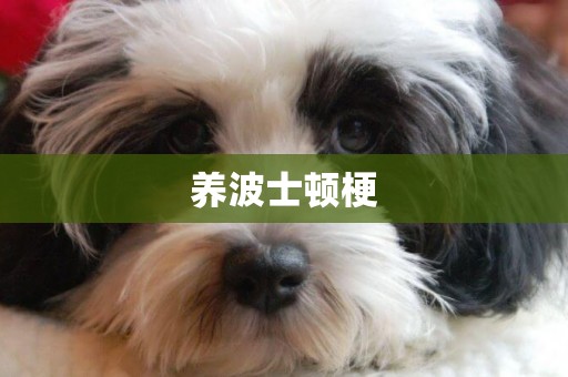 養波士頓梗