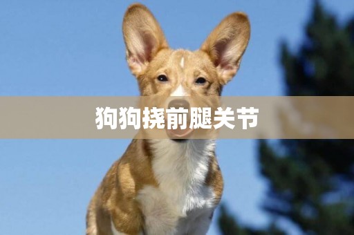 狗狗撓前腿關節