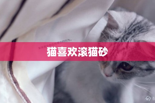 貓喜歡滾貓砂