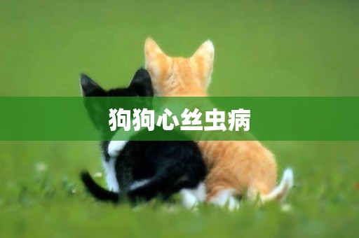 狗狗心絲蟲病