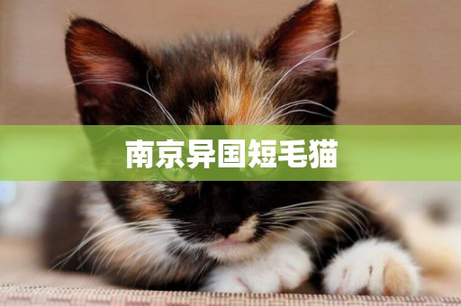 南京異國短毛貓
