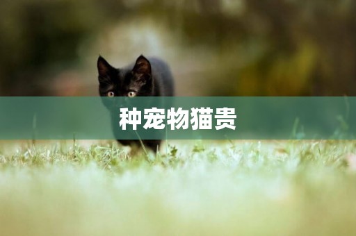 種寵物貓貴