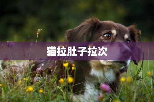 貓拉肚子拉次
