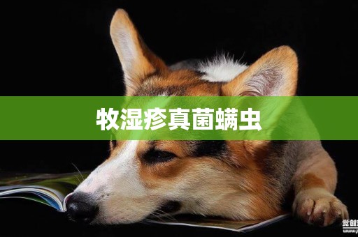牧濕疹真菌螨蟲