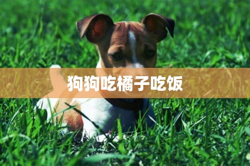 狗狗吃橘子吃飯