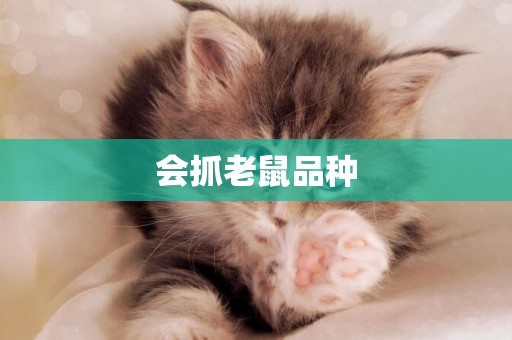 會抓老鼠品種