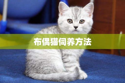 布偶貓伺養方法