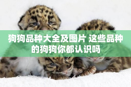 狗狗品種大全及圖片 這些品種的狗狗你都認識嗎
