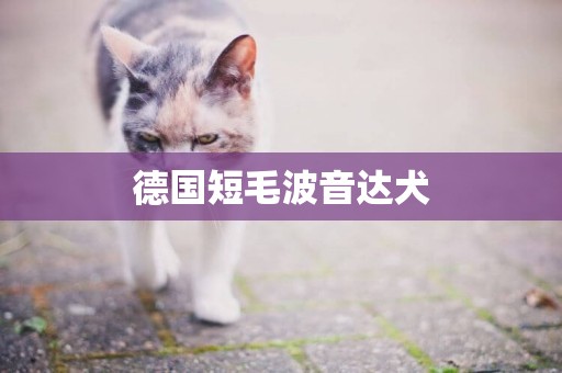 德國短毛波音達犬