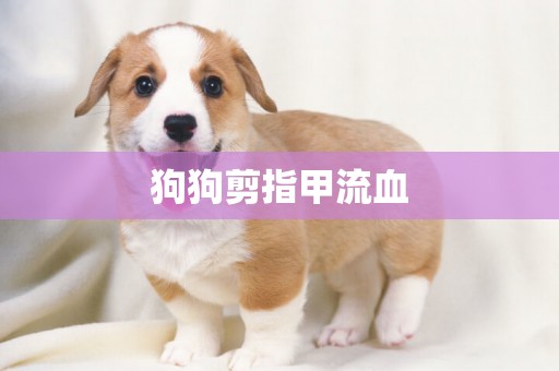 狗狗剪指甲流血