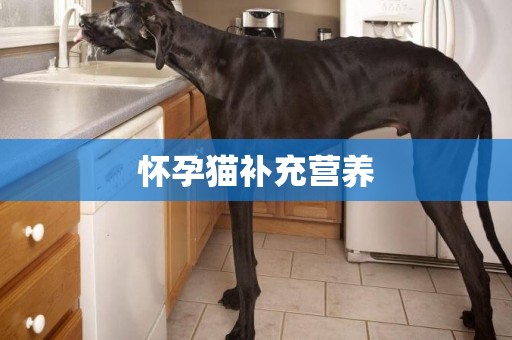 懷孕貓補充營養