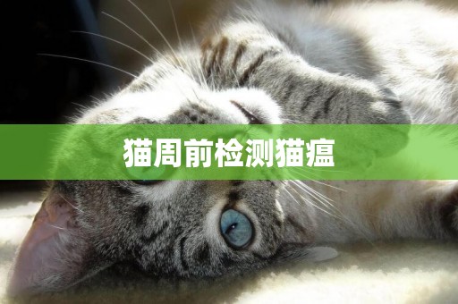 貓周前檢測貓瘟