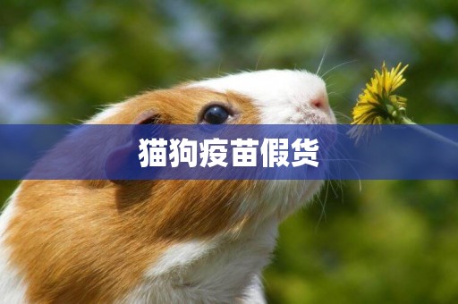 貓狗疫苗假貨