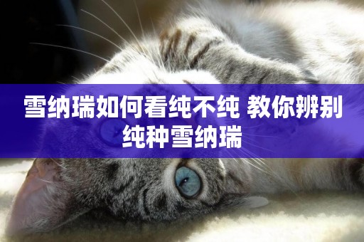 雪納瑞如何看純不純 教你辨別純種雪納瑞