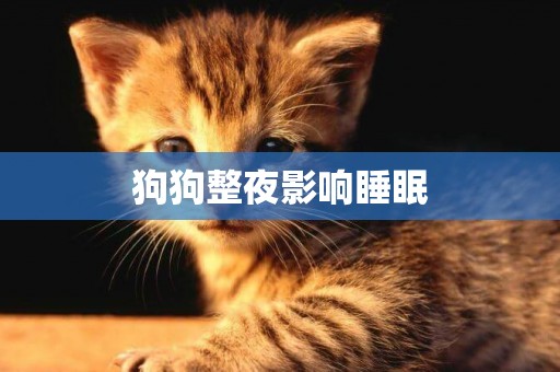狗狗整夜影響睡眠