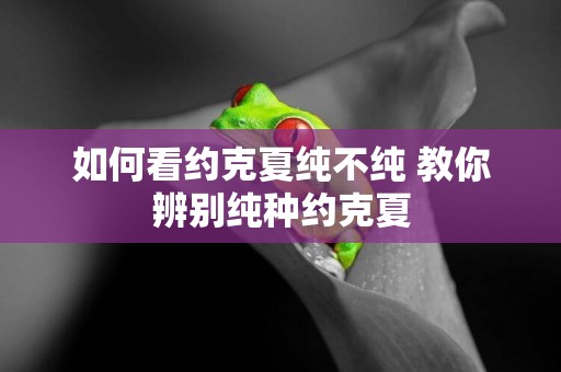如何看約克夏純不純 教你辨別純種約克夏