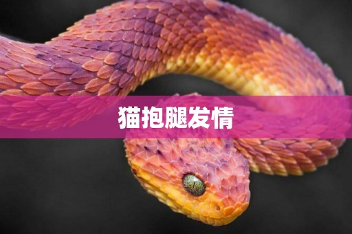 貓抱腿發情