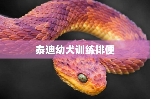 泰迪幼犬訓練排便