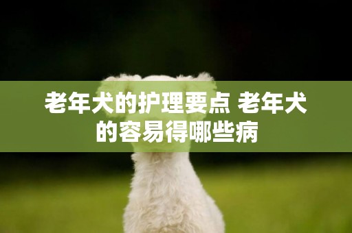老年犬的護理要點 老年犬的容易得哪些病