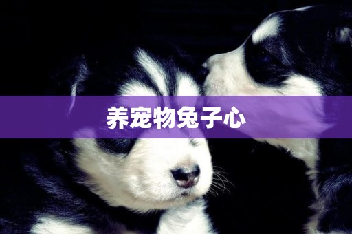 養寵物兔子心