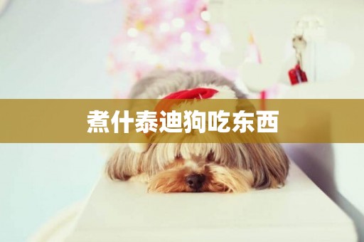 煮什泰迪狗吃東西