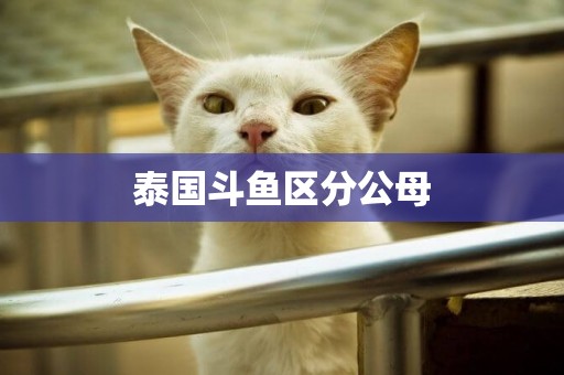泰國斗魚區分公母