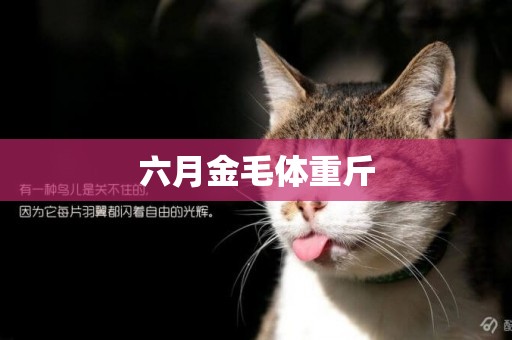 六月金毛體重斤