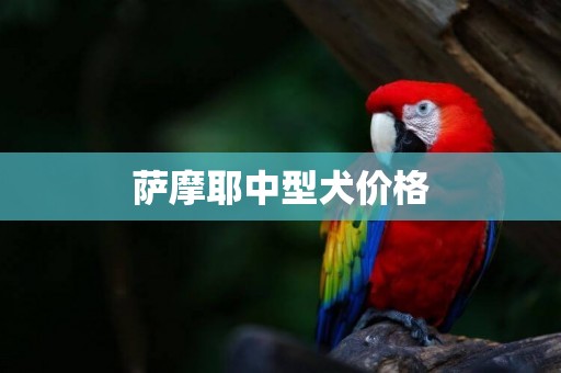薩摩耶中型犬價格