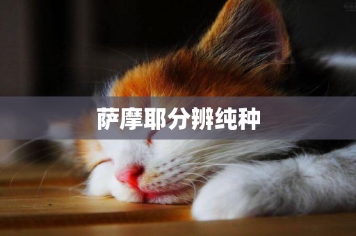 薩摩耶分辨純種