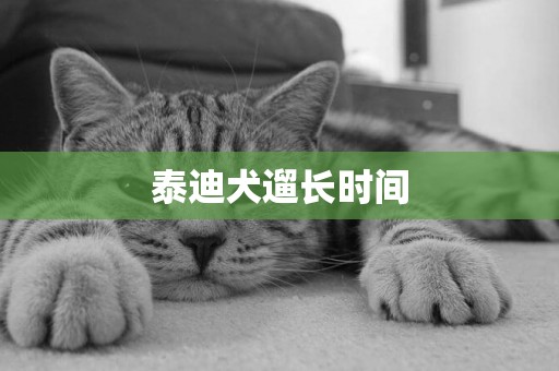 泰迪犬遛長時間