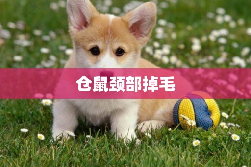 倉鼠頸部掉毛