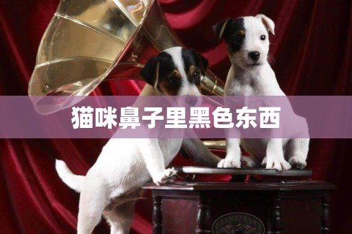 貓咪鼻子里黑色東西