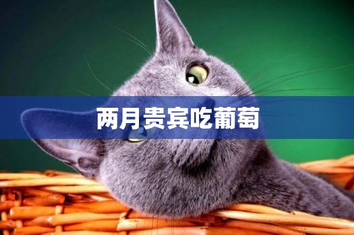 兩月貴賓吃葡萄