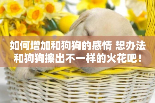 如何增加和狗狗的感情 想辦法和狗狗擦出不一樣的火花吧！